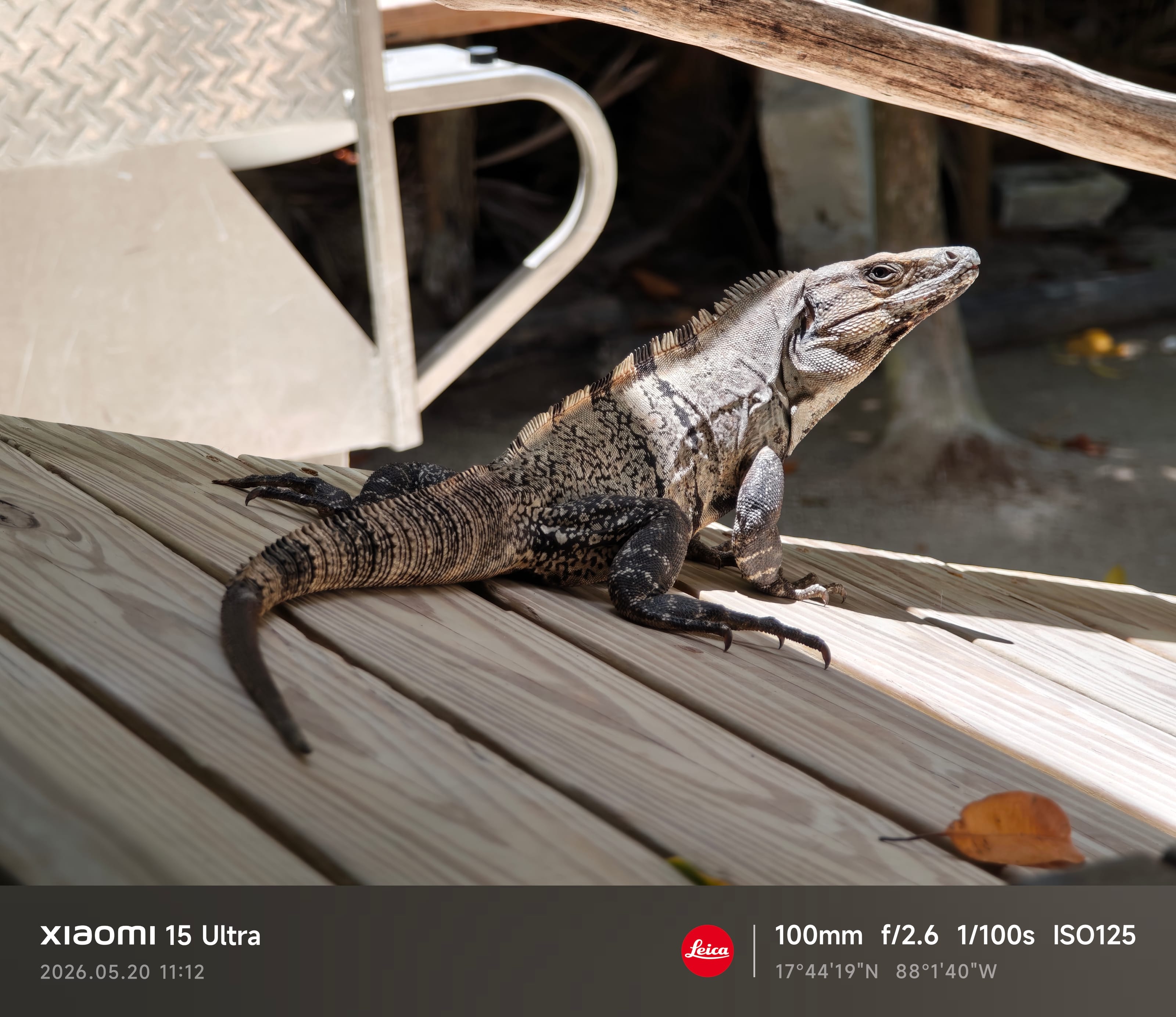 Iguana