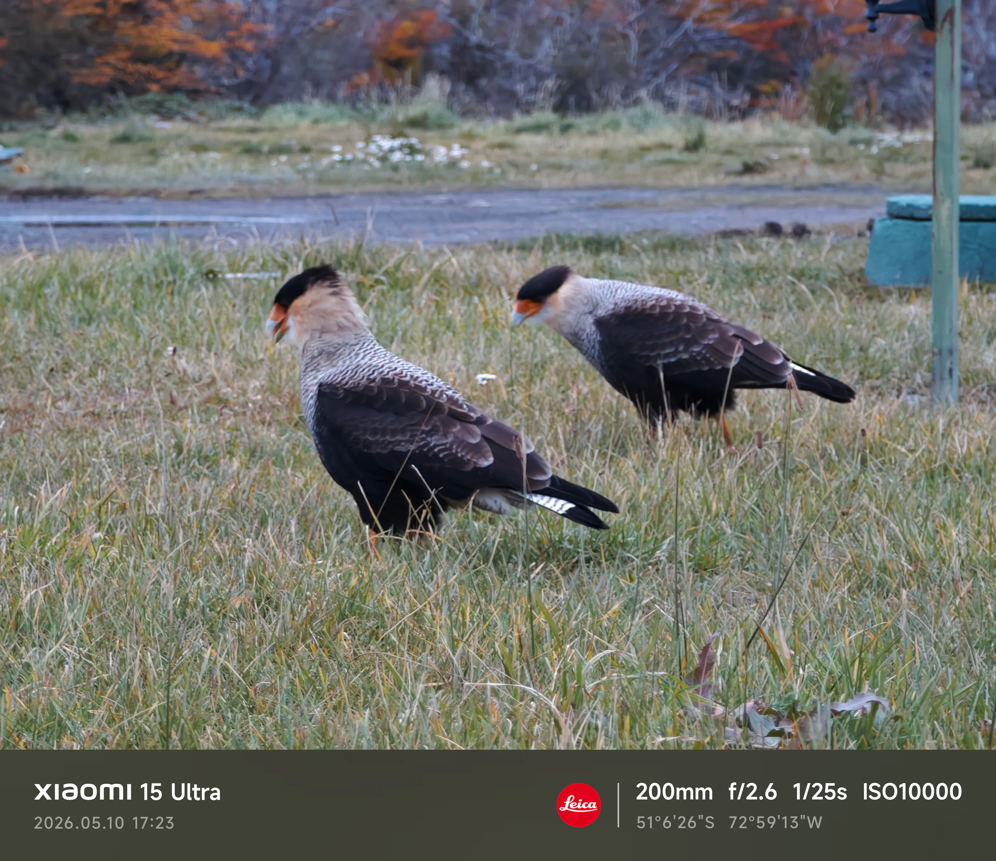 Caracaras