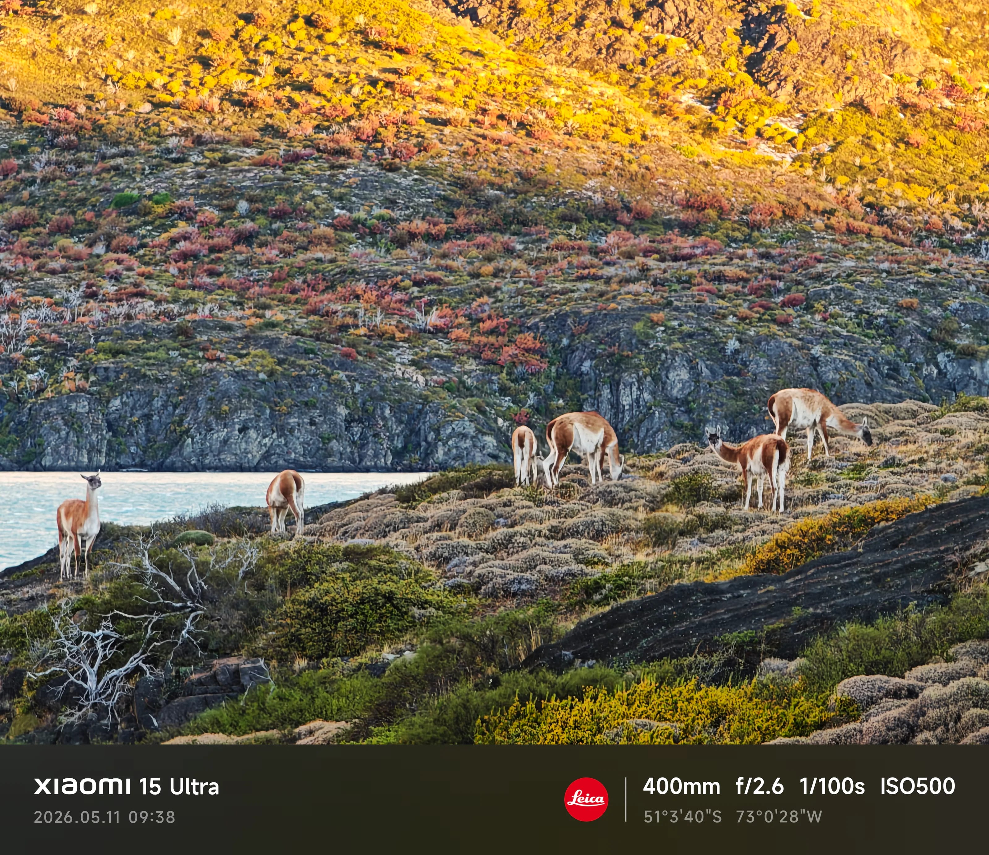 Guanacos