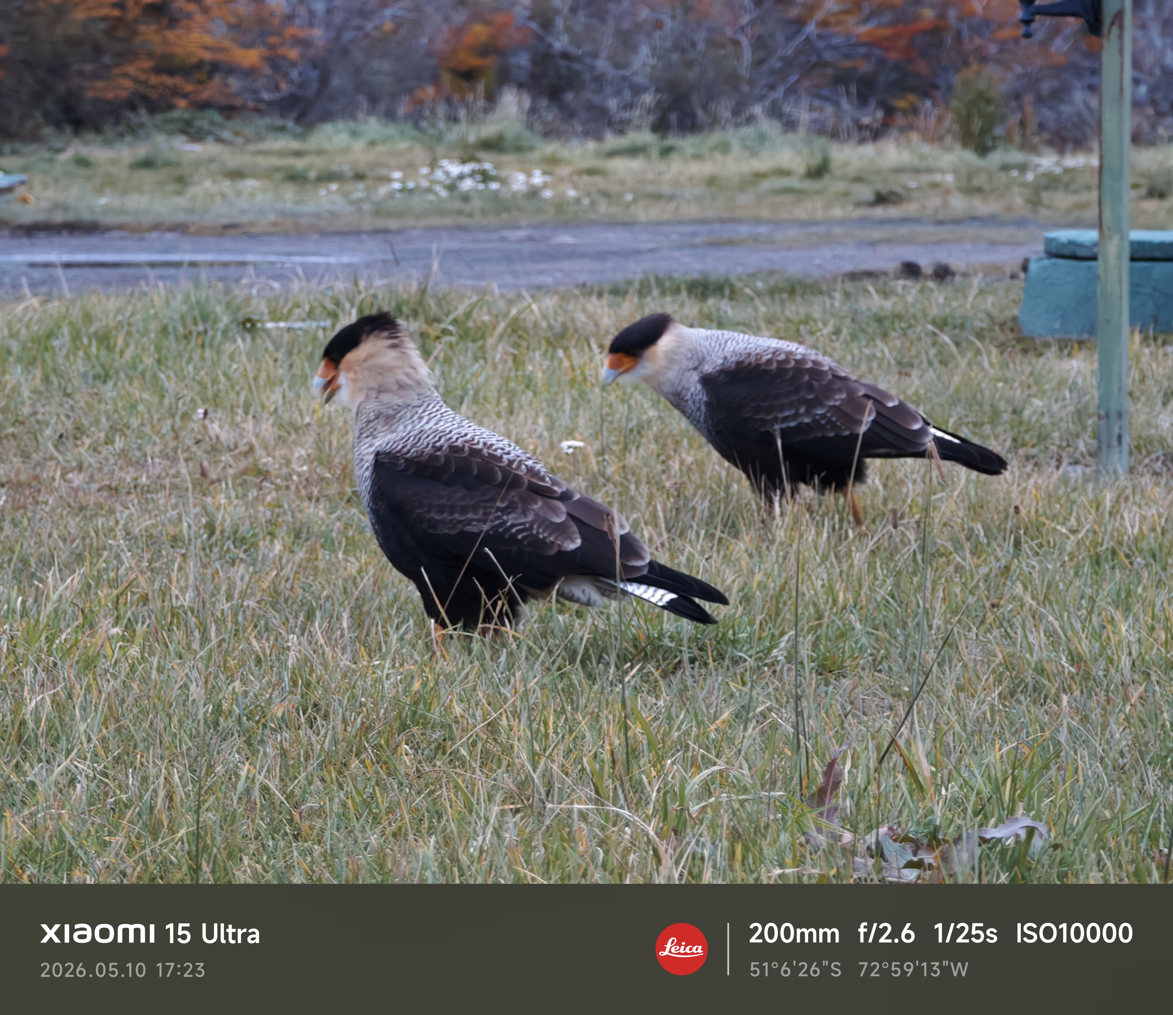 Caracaras